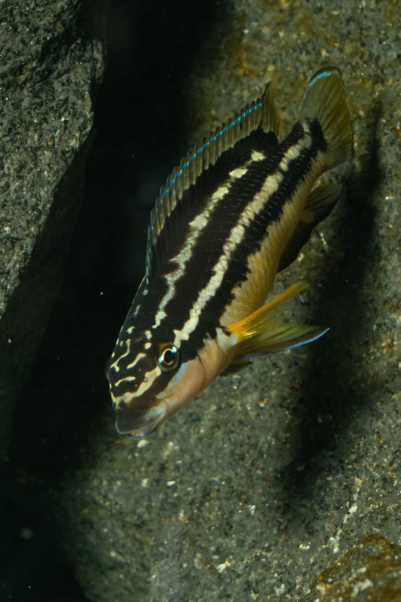 Julidochromis sp. 'ornatus uvira' Uvira